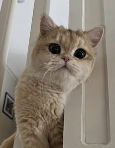 Royal Pets Hotel Obi the cat is fur family